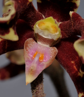 Dimorphorchis lowii. Lower flower close-up.