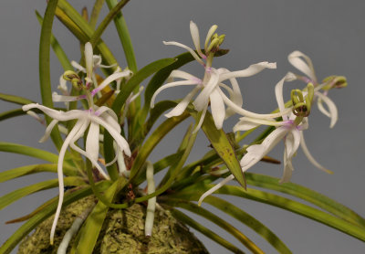 Neofinetia falcata  'Shunkyuuden'