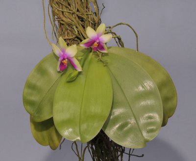 Phalaenopsis bellina