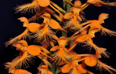 Platanthera ciliaris. Black. Closer.