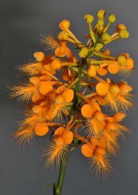 Platanthera ciliaris. Closer.