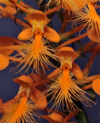 Platanthera ciliaris. Close-up.