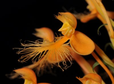 Platanthera ciliaris. Black. Close-up side.