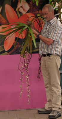 Dimorphorchis lowii with Art Vogel.