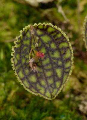 Lepanthes calodictyon. Closer.