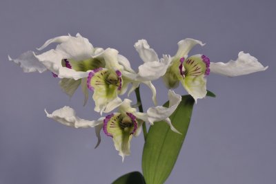 Dendrobium rhodostictum