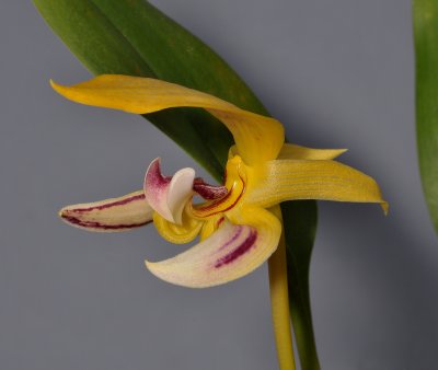 Bulbophyllum dearei. Close-up.