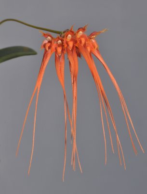 Bulbophyllum pecten-veneris. Orange.