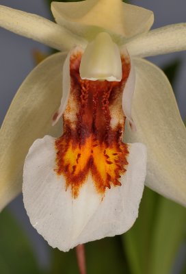 Coelogyne eberhardtii. Close-up.