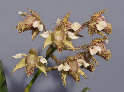 Dendrobium finisterrae