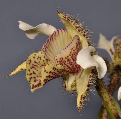 Dendrobium finisterrae