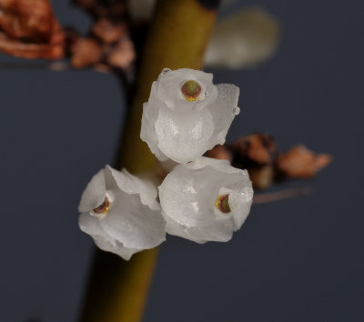 Earina valida. Close-up.