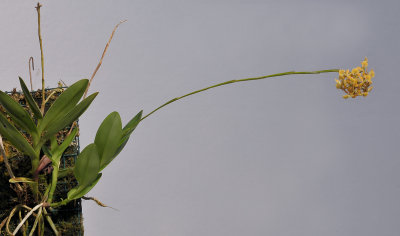 Epidendrum anceps