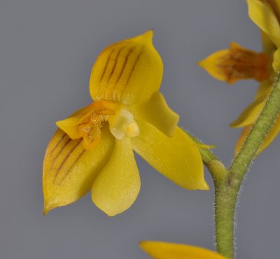 Polystachya pubescens. Close-up.