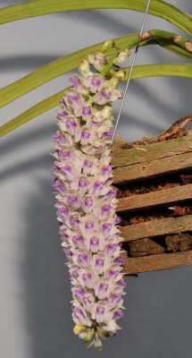 Rhynchostylis retusa