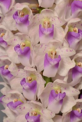 Rhynchostylis retusa. Closer.