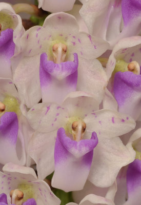 Rhynchostylis retusa. Close-up.