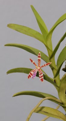 Trichoglottis smithii