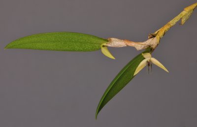 Bulbophyllum nocturnum