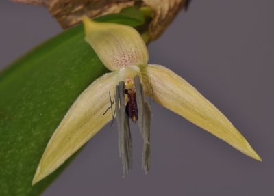 Bulbophyllum nocturnum. Close-up.