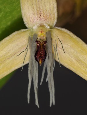 Bulbophyllum nocturnum. Close-up lip and petals.