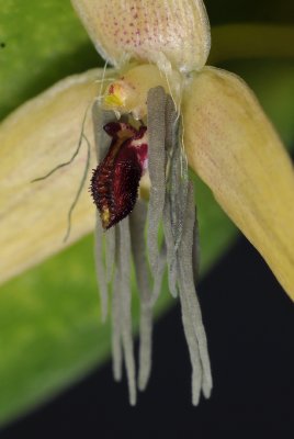 Bulbophyllum nocturnum. Close-up lip and petals side.