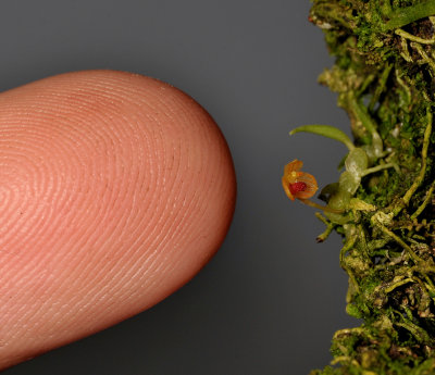 Bulbophyllum aschemon. With finger.