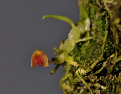 Bulbophyllum aschemon.