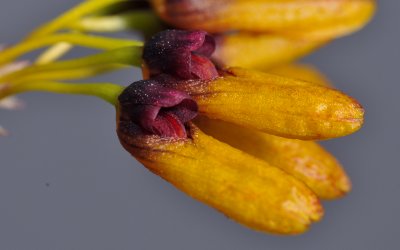 Bulbophyllum retusiusculum. Close-up side.