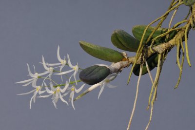 Dendrobium linguiforme