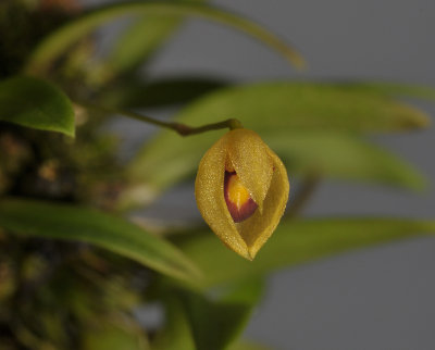 Bulbophyllum amauroloma. Closer.