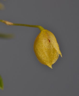 Bulbophyllum amauroloma. Close-up side.