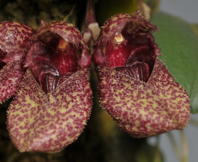 Bulbophyllum frostii. Close-up.
