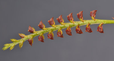 Bulbophyllum oreonastes. Closer.