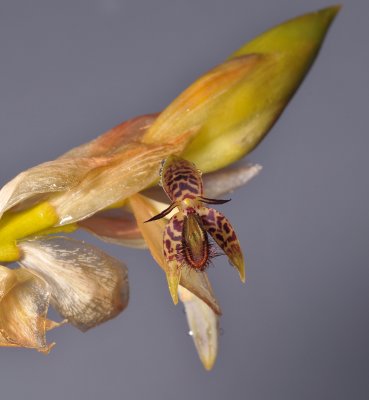 Bulbophyllum schinzianum. Closer.