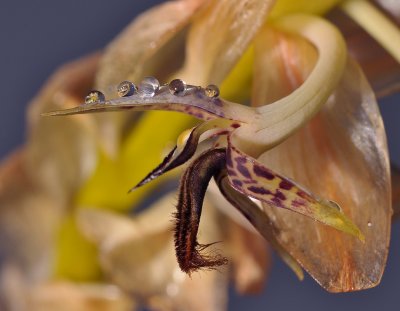 Bulbophyllum schinzianum. Close-up side.