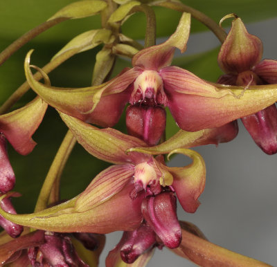 Bulbophyllum wakoi. Closer.