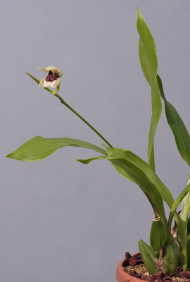 Coelogyne beccarii