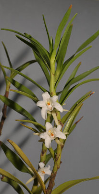 Eria elisheae