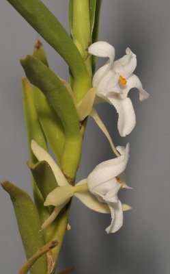 Eria elisheae. Closer side.