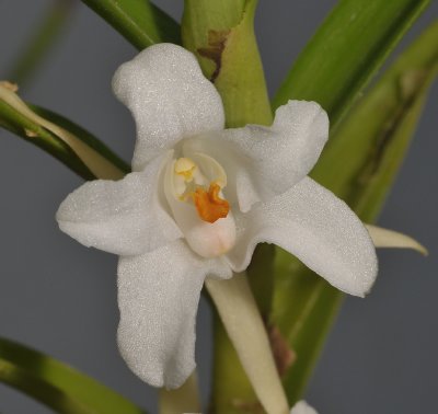 Eria elisheae. Close-up.