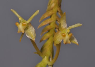 Stichorkis disticha. Close-up.