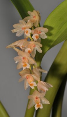 Pholidota articulata. Closer.