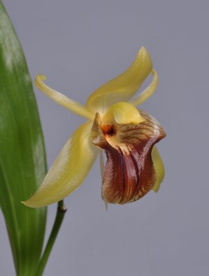 Coelogyne triplicatula. Close-up.