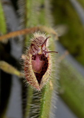 Dresslerella pilosissima. Close-up.