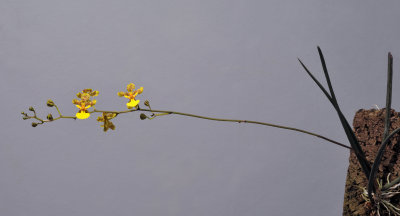 Trichocentrum cebolleta