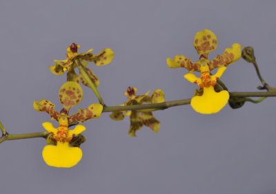 Trichocentrum cebolleta. Close-up.