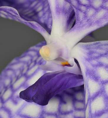 Vanda coerulea Close-up lip.