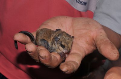 Baby flying squirrel.