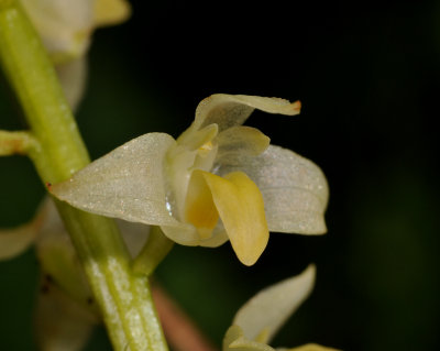 Bulbophyllum sp. Close-up.